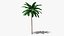 Tropic Palm Tree