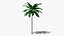 Tropic Palm Tree
