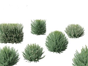 3D Grey Box Westringia - Native rosemary