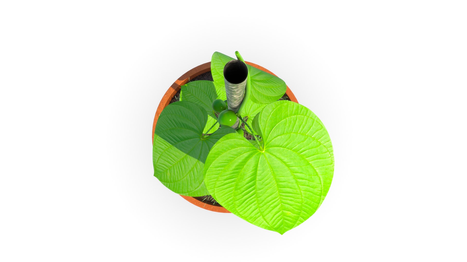 Dioscorea Plant 3D Model - TurboSquid 2185793