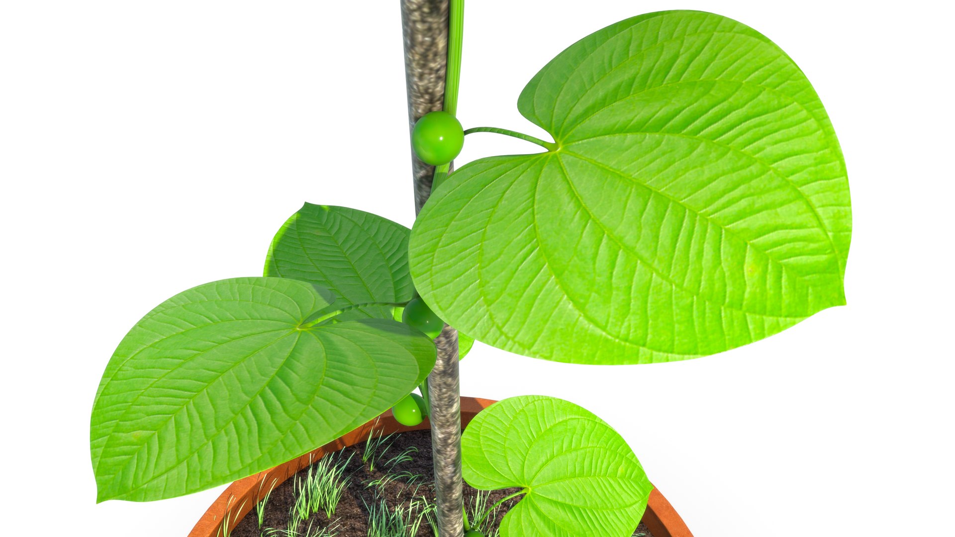 Dioscorea Plant 3D Model - TurboSquid 2185793