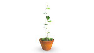 Dioscorea plant 3D model