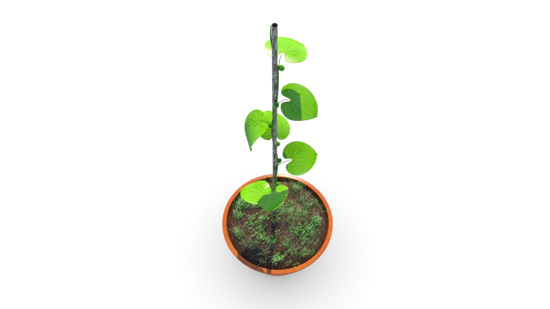 Dioscorea Plant 3D Model - TurboSquid 2185793