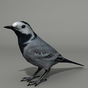 max white wagtail