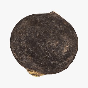 turnip black 04 raw 3D