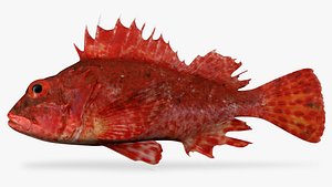 Peruvian Scorpionfish