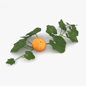 3D pumpkin plant model