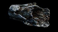 Fallen Rotting Log