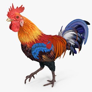 rooster walking 3d max
