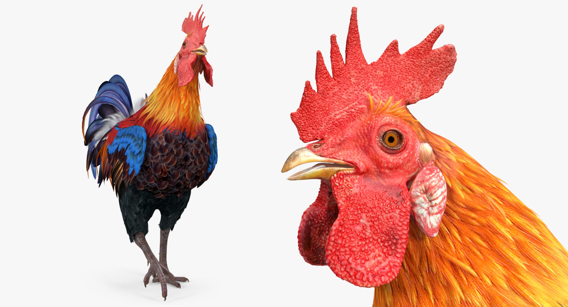 rooster walking 3d max https://p.turbosquid.com/ts-thumb/Di/hHh9U2/mziQ3oSX/roosterwalking3dsmodel007/jpg/1479536577/1920x1080/fit_q87/911f3b5843c667aacc9fa376d5cb80789d1a6c3b/roosterwalking3dsmodel007.jpg