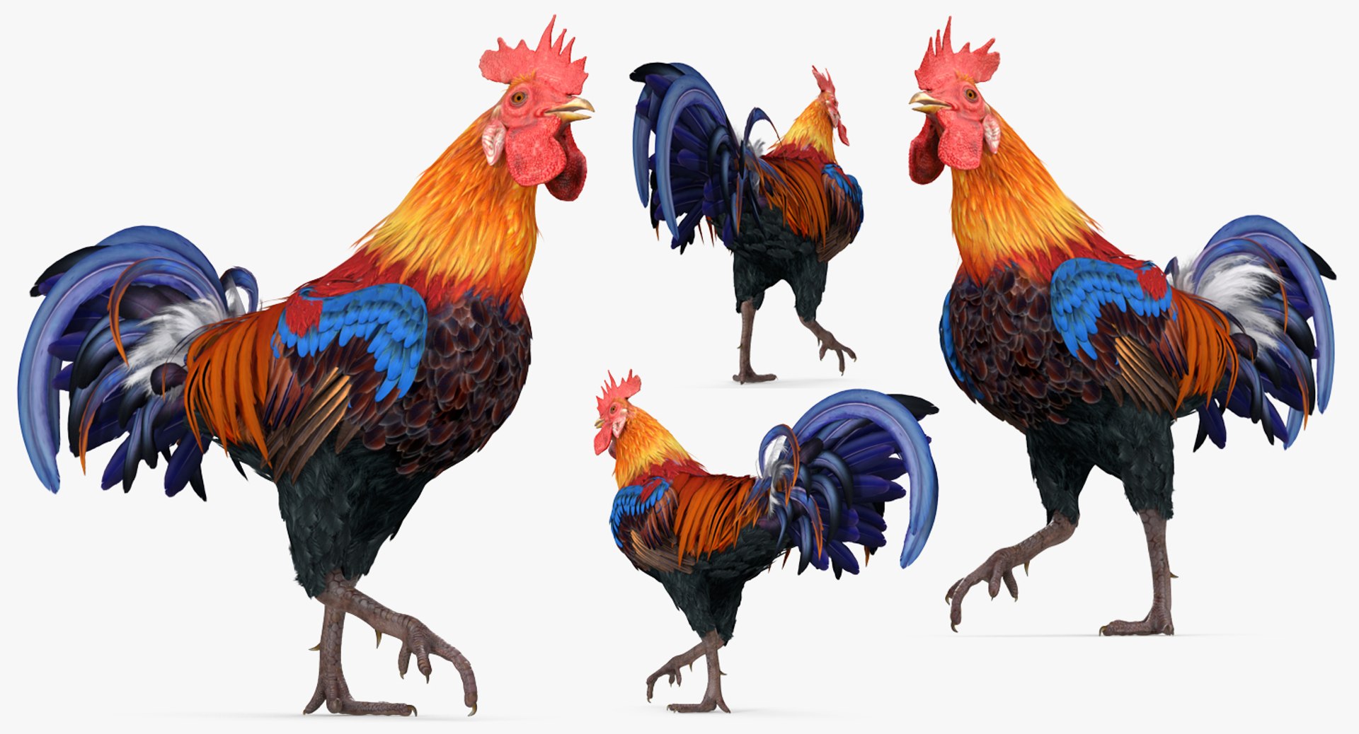 rooster walking 3d max https://p.turbosquid.com/ts-thumb/Di/hHh9U2/z8nChbqJ/roosterwalking3dsmodel002/jpg/1479536577/1920x1080/fit_q87/4c1b1121046fcb184a55bc5c20ac7dc68cbd0b40/roosterwalking3dsmodel002.jpg
