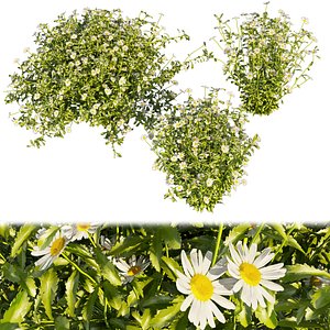 Collection plant vol 377 - bush - Camomile - leaf - flower - 3dmax - cinema 4d