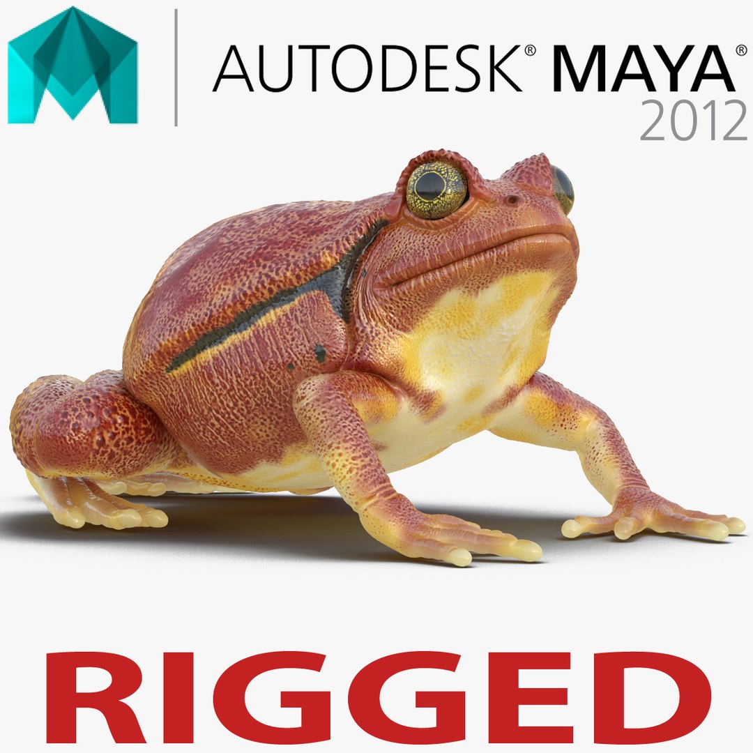 Tomato Frog Rigged for Maya 3D Model 3D model preview