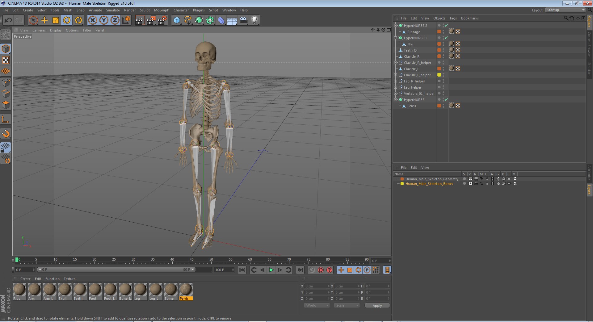 3d model human male skeleton rigged https://p.turbosquid.com/ts-thumb/Di/r1J2L2/0cL4kzUk/humanmaleskeletonriggedcinemac4d3dmodel48/jpg/1481745418/1920x1080/fit_q87/effa68a3b28b50e98390ad2e81d4547e0e98ec52/humanmaleskeletonriggedcinemac4d3dmodel48.jpg