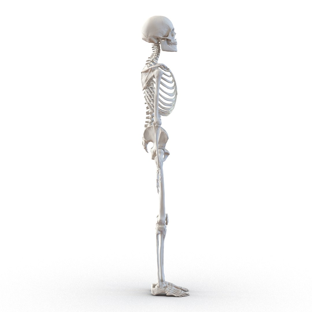 3d model human male skeleton rigged https://p.turbosquid.com/ts-thumb/Di/r1J2L2/0x20lUdX/humanmaleskeletonriggedcinemac4d3dmodel13/jpg/1481745417/1920x1080/fit_q87/d3d00e2ee7c2ee98d8be12a16f6ba261253876a7/humanmaleskeletonriggedcinemac4d3dmodel13.jpg