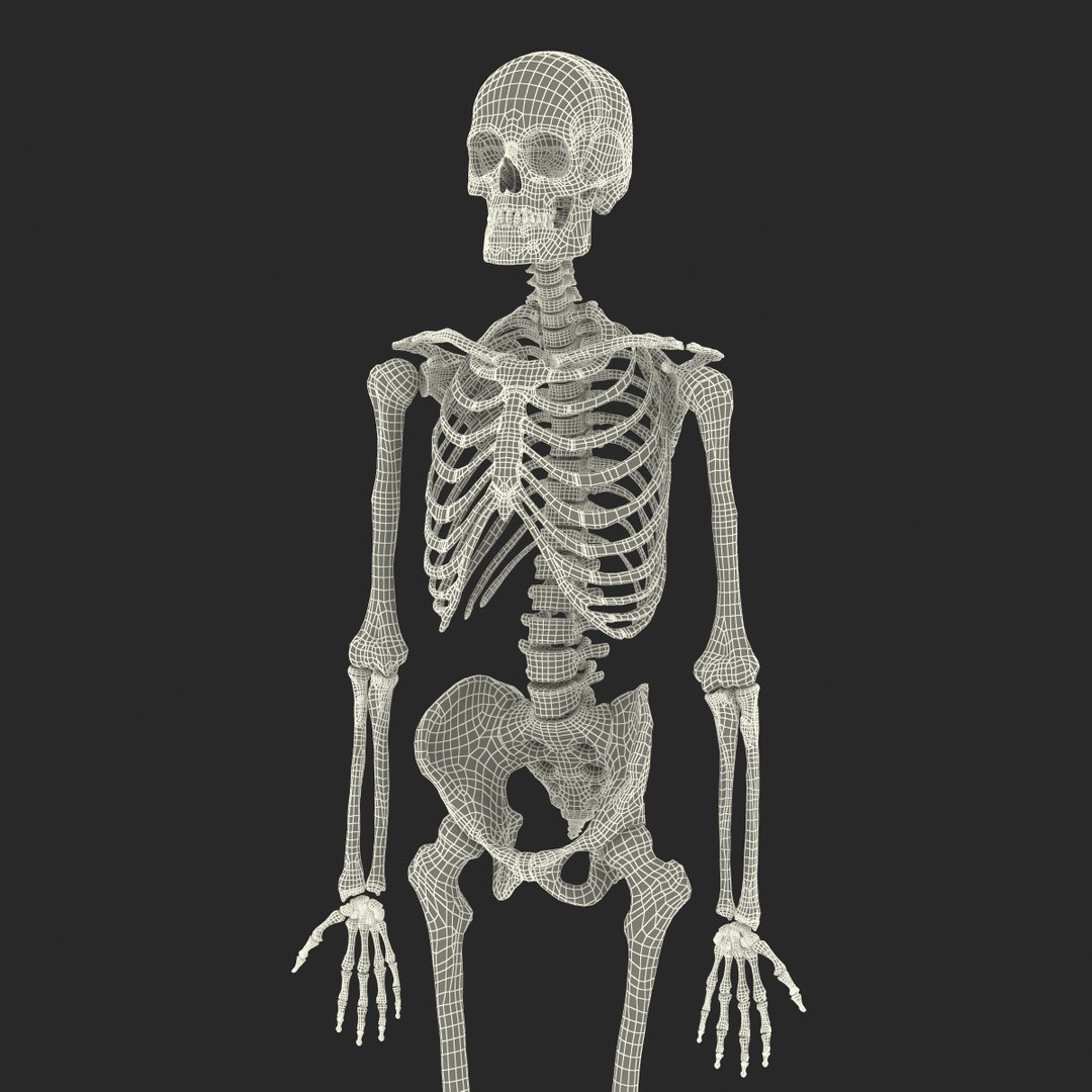 3d model human male skeleton rigged https://p.turbosquid.com/ts-thumb/Di/r1J2L2/1CJRExWr/humanmaleskeletonriggedcinemac4d3dmodel60/jpg/1481745418/1920x1080/fit_q87/c45497d57e9289b9a32e7028040adba69cb3e932/humanmaleskeletonriggedcinemac4d3dmodel60.jpg