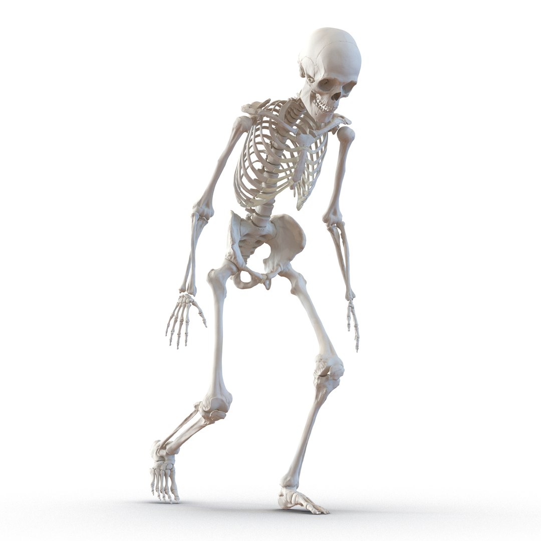 3d Model Human Male Skeleton Rigged