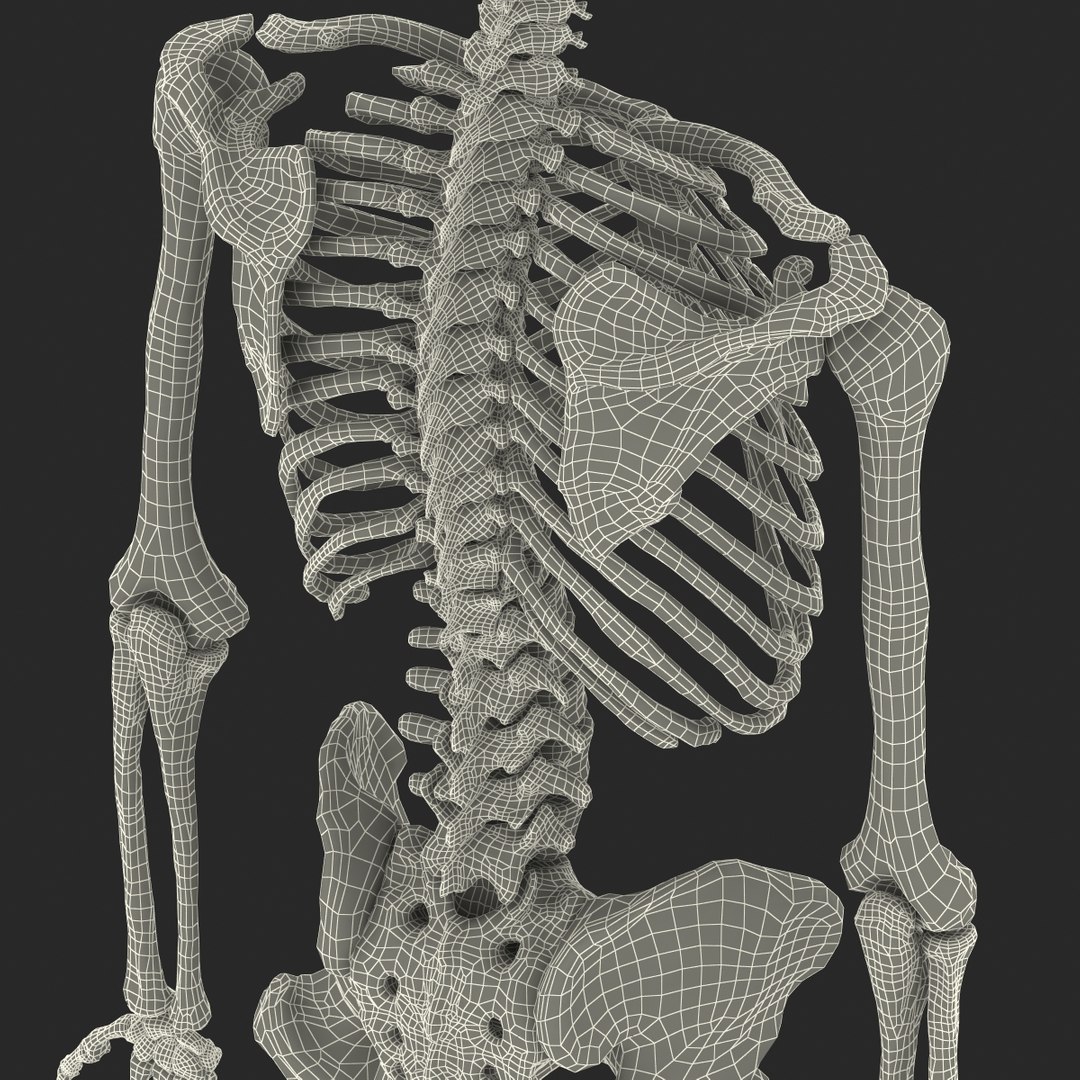 3d model human male skeleton rigged https://p.turbosquid.com/ts-thumb/Di/r1J2L2/39EpKbpw/humanmaleskeletonriggedcinemac4d3dmodel66/jpg/1481745418/1920x1080/fit_q87/73521fc822fbe9ea65b99773feda65a108437449/humanmaleskeletonriggedcinemac4d3dmodel66.jpg