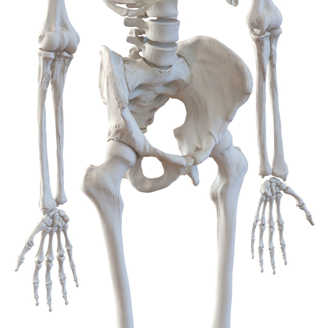 3d model human male skeleton rigged https://p.turbosquid.com/ts-thumb/Di/r1J2L2/7Op0FcgC/humanmaleskeletonriggedcinemac4d3dmodel34/jpg/1481745417/1920x1080/fit_q87/bc74e456300c8128108351cce8d361c3b59bad66/humanmaleskeletonriggedcinemac4d3dmodel34.jpg