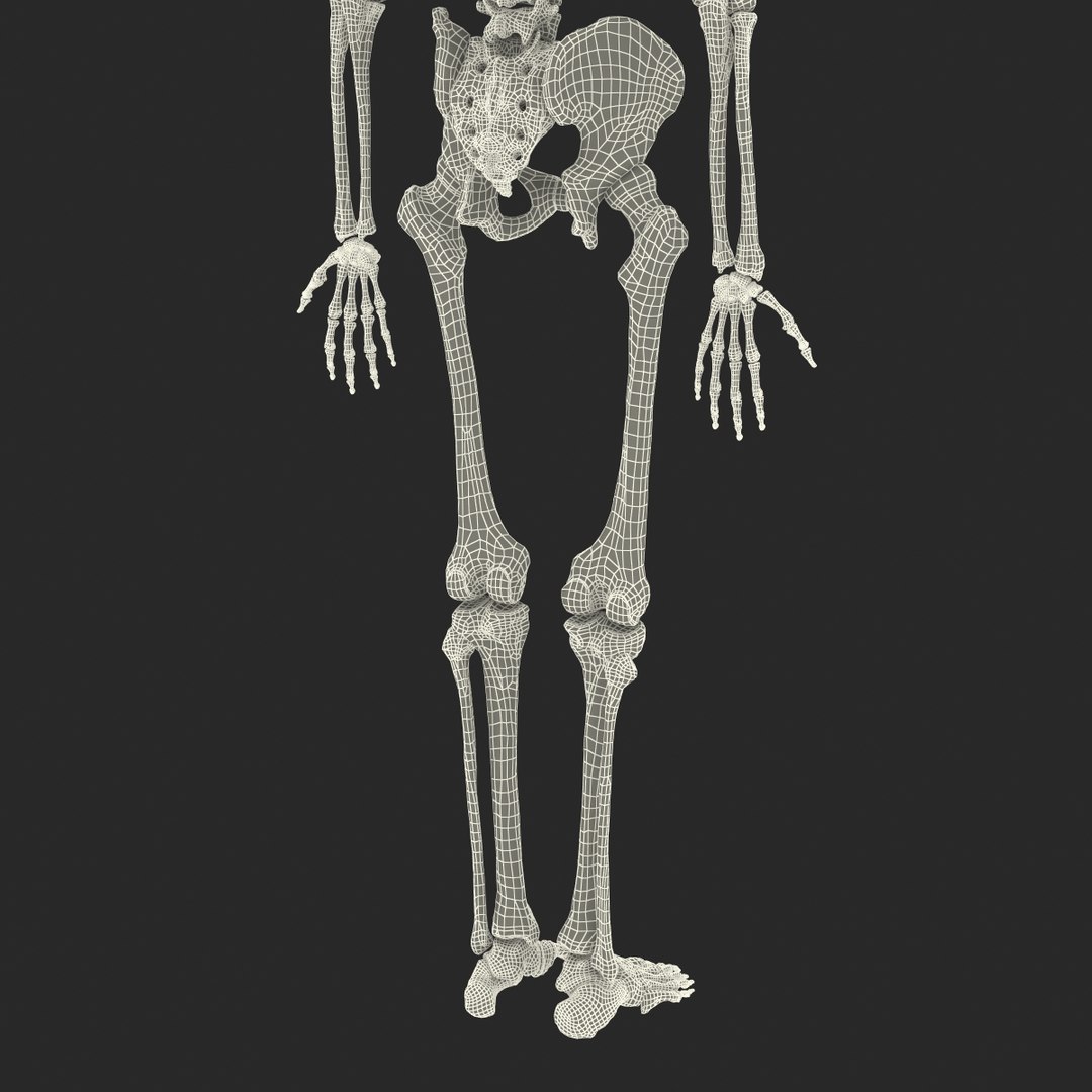 3d model human male skeleton rigged https://p.turbosquid.com/ts-thumb/Di/r1J2L2/9izZ8BGZ/humanmaleskeletonriggedcinemac4d3dmodel63/jpg/1481745418/1920x1080/fit_q87/8ec3a1e470d10f18696dcc0629d92128997d4d8e/humanmaleskeletonriggedcinemac4d3dmodel63.jpg