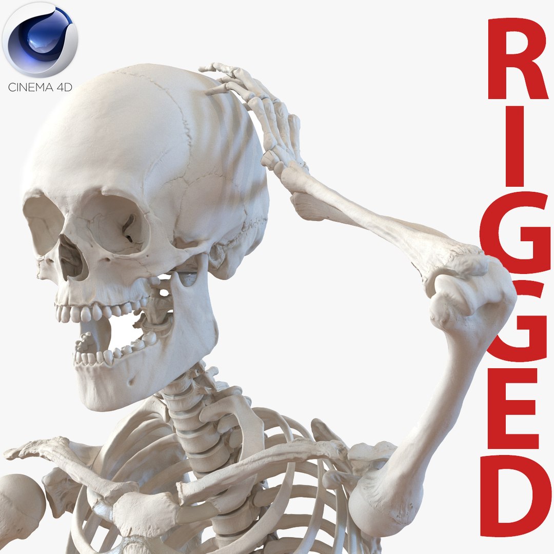 Human Male Skeleton Rigged for Cinema 4D 3D model preview