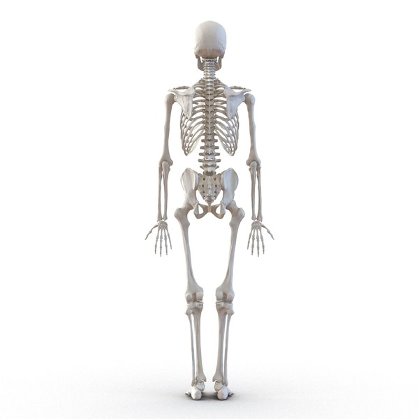 3d model human male skeleton rigged