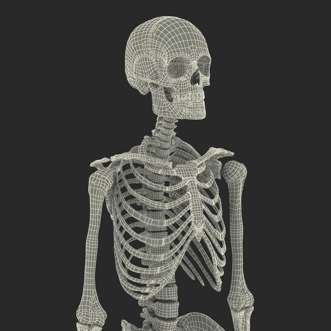 3d model human male skeleton rigged https://p.turbosquid.com/ts-thumb/Di/r1J2L2/BEfHGRtq/humanmaleskeletonriggedcinemac4d3dmodel64/jpg/1481745418/1920x1080/fit_q87/db895ac6fba5668799abd7d234c543a6bedea2a0/humanmaleskeletonriggedcinemac4d3dmodel64.jpg