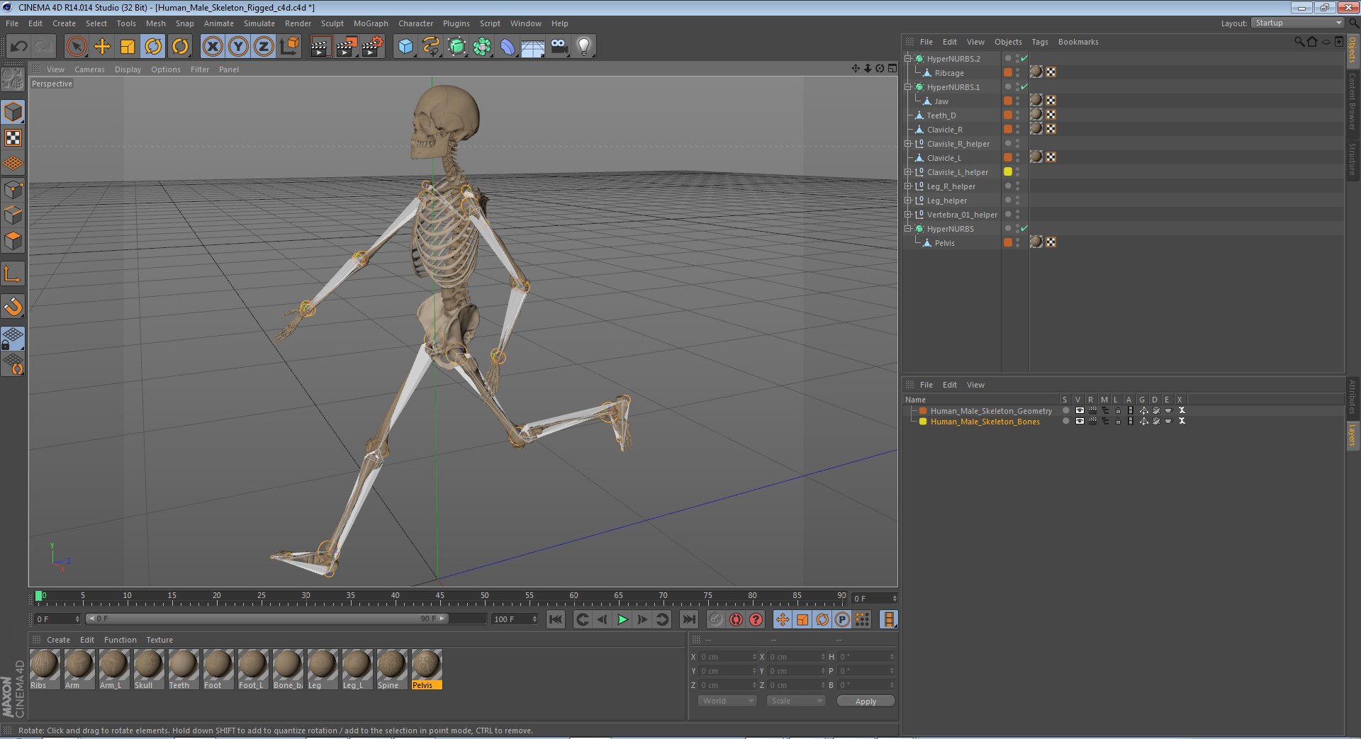 3d model human male skeleton rigged https://p.turbosquid.com/ts-thumb/Di/r1J2L2/Bx5cPnr1/humanmaleskeletonriggedcinemac4d3dmodel49/jpg/1481745418/1920x1080/fit_q87/2593e931926d79b34999a988eadb806c81430dd8/humanmaleskeletonriggedcinemac4d3dmodel49.jpg