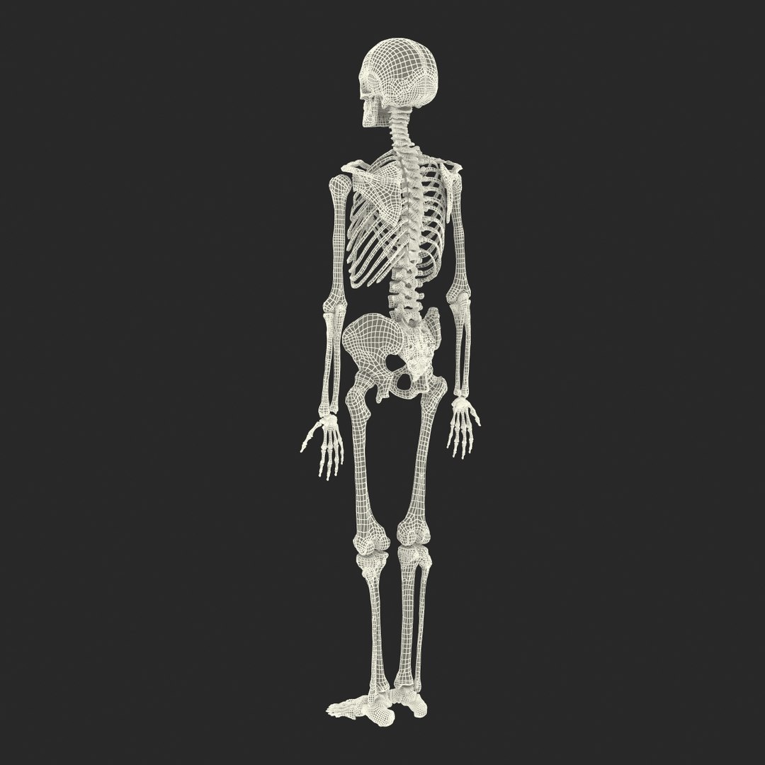 3d model human male skeleton rigged https://p.turbosquid.com/ts-thumb/Di/r1J2L2/BxALRDvP/humanmaleskeletonriggedcinemac4d3dmodel59/jpg/1481745418/1920x1080/fit_q87/993bb9a32b92b7641e0104aa0a62cc3f70561e39/humanmaleskeletonriggedcinemac4d3dmodel59.jpg