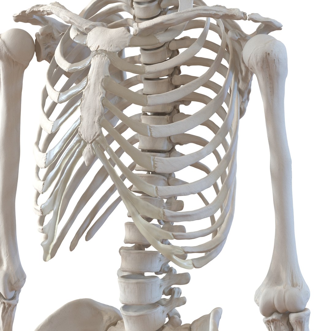 3d model human male skeleton rigged https://p.turbosquid.com/ts-thumb/Di/r1J2L2/Cz9WbLf9/humanmaleskeletonriggedcinemac4d3dmodel33/jpg/1481745417/1920x1080/fit_q87/a230405759491ac43a9eaf237511e3e4468c735b/humanmaleskeletonriggedcinemac4d3dmodel33.jpg