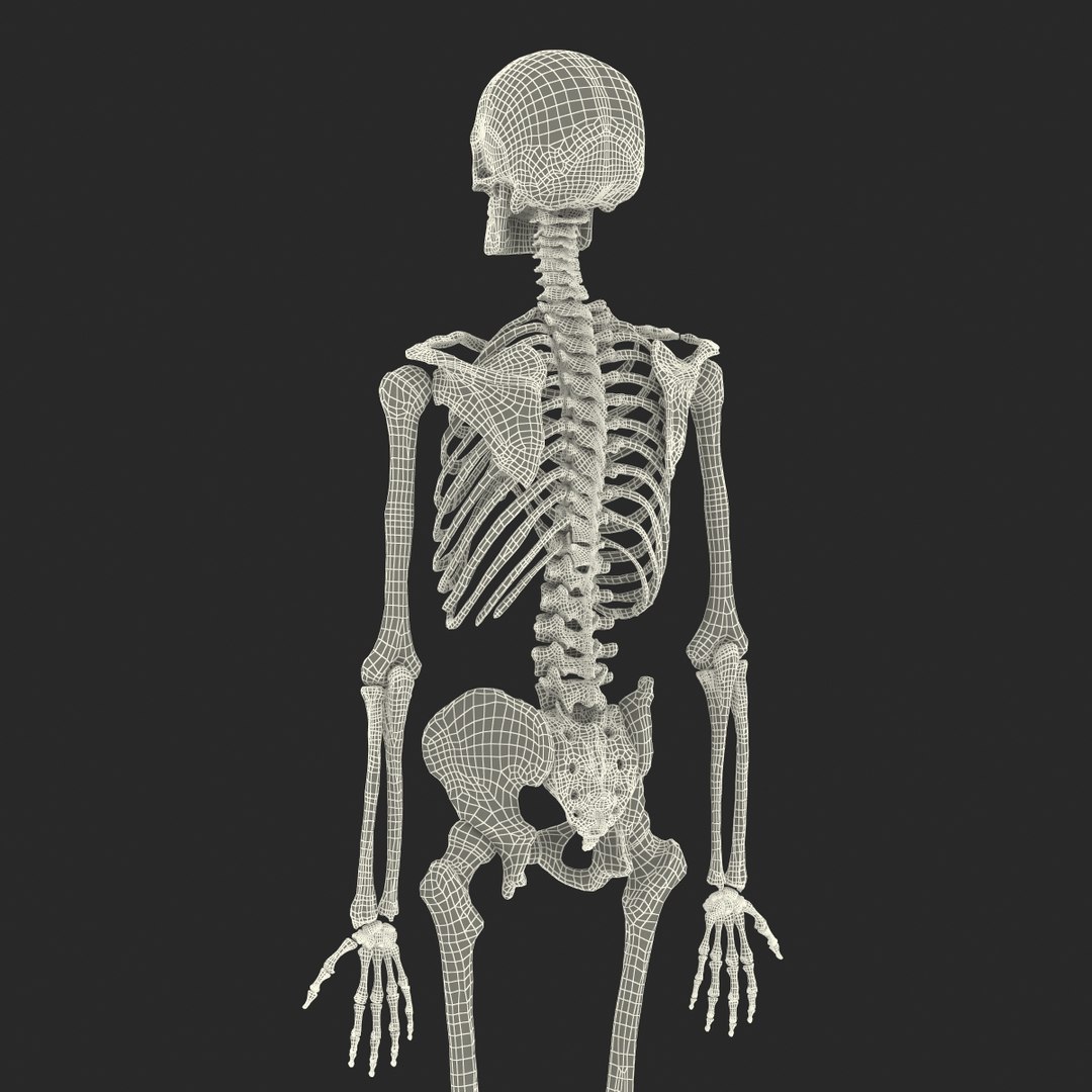3d model human male skeleton rigged https://p.turbosquid.com/ts-thumb/Di/r1J2L2/DAkM4956/humanmaleskeletonriggedcinemac4d3dmodel61/jpg/1481745418/1920x1080/fit_q87/23d8169d7241de975c508db7b45a12f7213feeaa/humanmaleskeletonriggedcinemac4d3dmodel61.jpg