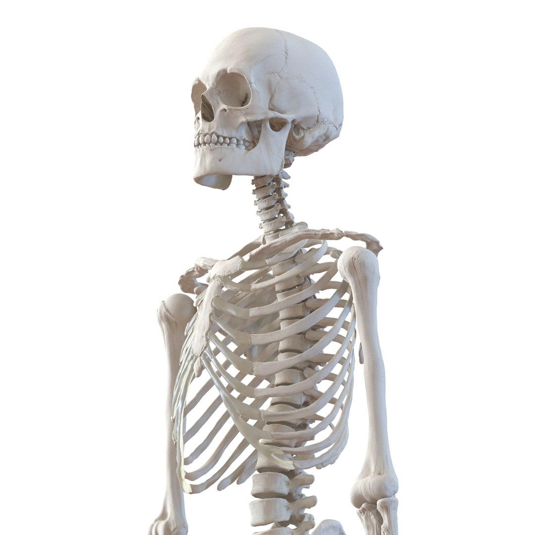 3d model human male skeleton rigged https://p.turbosquid.com/ts-thumb/Di/r1J2L2/Eq1Ctta6/humanmaleskeletonriggedcinemac4d3dmodel29/jpg/1481745417/1920x1080/fit_q87/a0e06cbee69e244efcce238145b0d7bdb138813b/humanmaleskeletonriggedcinemac4d3dmodel29.jpg