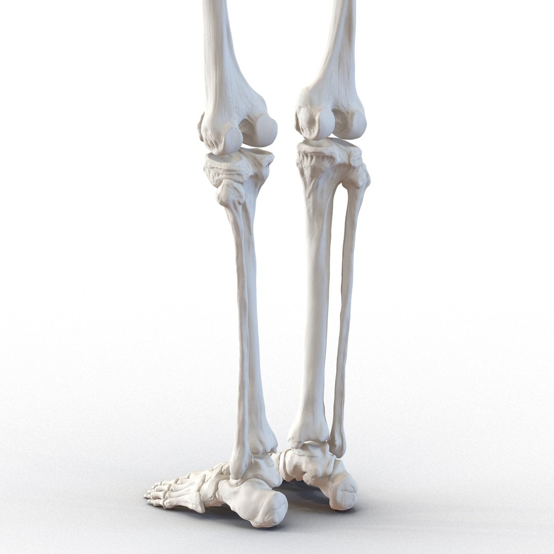 3d model human male skeleton rigged https://p.turbosquid.com/ts-thumb/Di/r1J2L2/FaWZ3AdZ/humanmaleskeletonriggedcinemac4d3dmodel45/jpg/1481745417/1920x1080/fit_q87/931e65c6b90a7d313e79eb7485106f04a5f5c378/humanmaleskeletonriggedcinemac4d3dmodel45.jpg