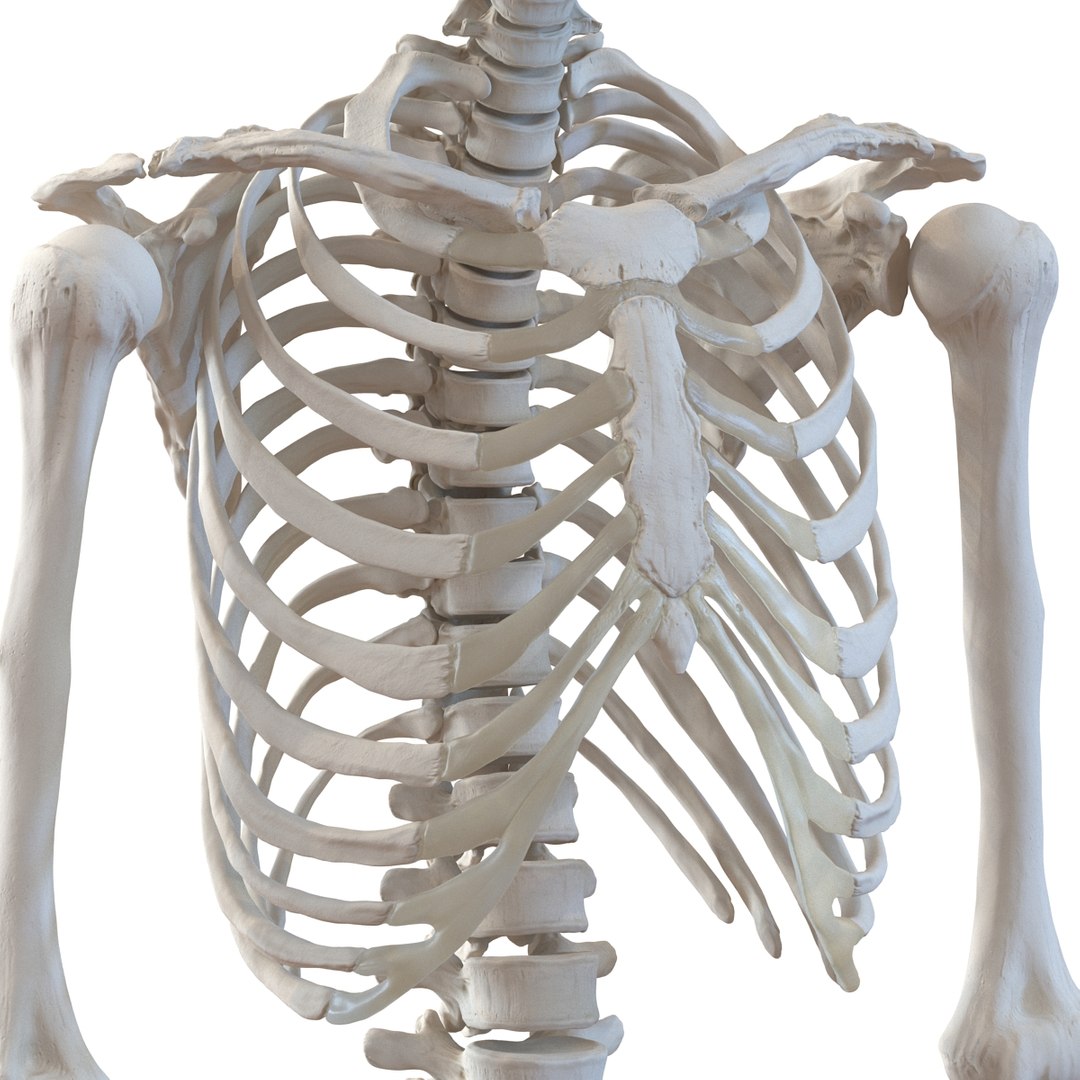 3d model human male skeleton rigged https://p.turbosquid.com/ts-thumb/Di/r1J2L2/Frl53UI2/humanmaleskeletonriggedcinemac4d3dmodel32/jpg/1481745417/1920x1080/fit_q87/60075d53340fa5cfd951a48790a37a9b667a626d/humanmaleskeletonriggedcinemac4d3dmodel32.jpg