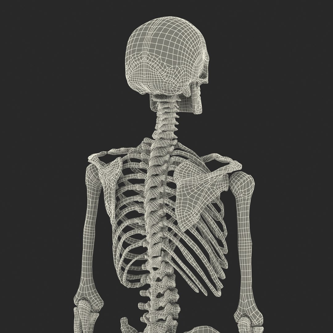 3d model human male skeleton rigged https://p.turbosquid.com/ts-thumb/Di/r1J2L2/GDpQYNyd/humanmaleskeletonriggedcinemac4d3dmodel65/jpg/1481745418/1920x1080/fit_q87/3331877f170d508c2823f5faf633d8d5f1228603/humanmaleskeletonriggedcinemac4d3dmodel65.jpg