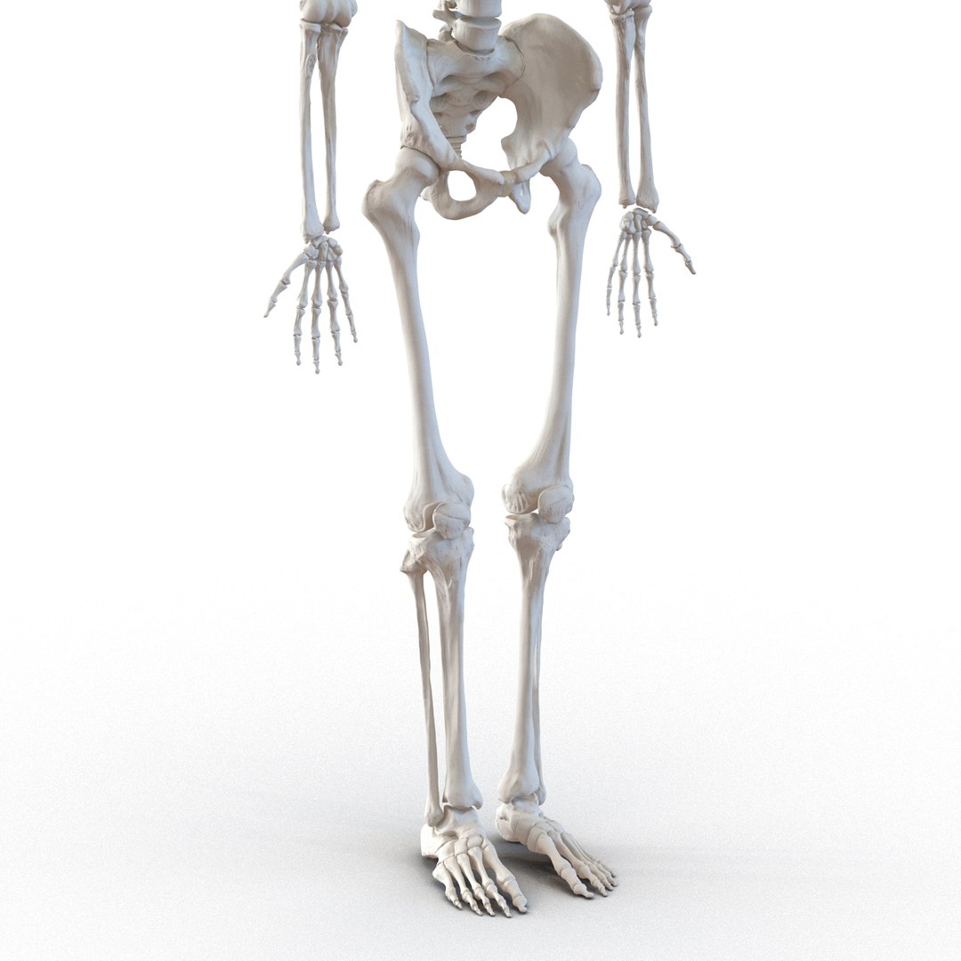 3d model human male skeleton rigged https://p.turbosquid.com/ts-thumb/Di/r1J2L2/LWFwHbmV/humanmaleskeletonriggedcinemac4d3dmodel24/jpg/1481745417/1920x1080/fit_q87/682911f1861402559f494777daba15e27aff61d3/humanmaleskeletonriggedcinemac4d3dmodel24.jpg