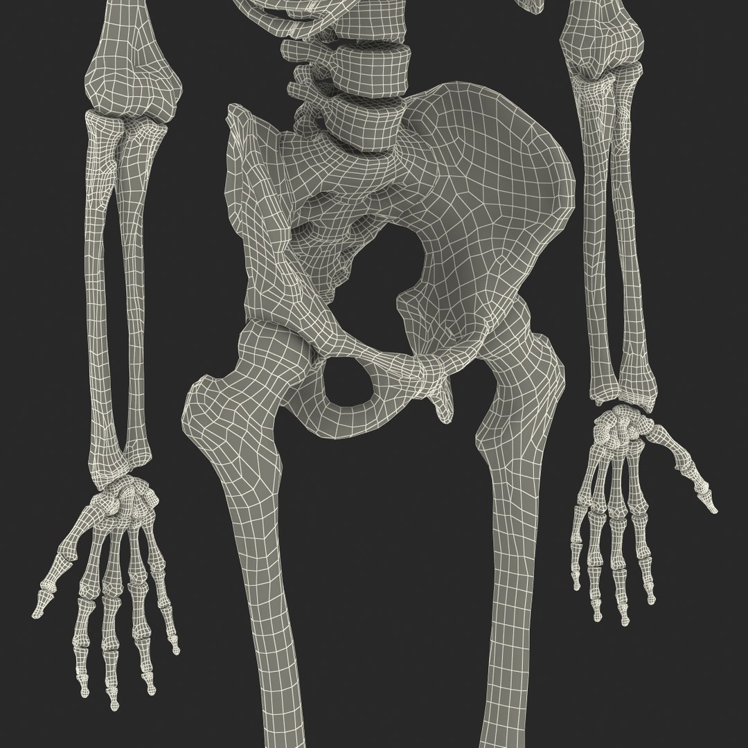 3d model human male skeleton rigged https://p.turbosquid.com/ts-thumb/Di/r1J2L2/Lhn0YAn4/humanmaleskeletonriggedcinemac4d3dmodel68/jpg/1481745418/1920x1080/fit_q87/03cbee2290c0ba4a67d65feb168f5de0ed576380/humanmaleskeletonriggedcinemac4d3dmodel68.jpg