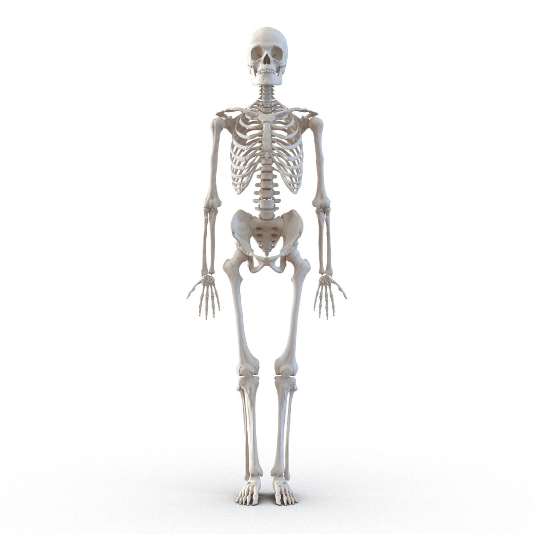 3d model human male skeleton rigged https://p.turbosquid.com/ts-thumb/Di/r1J2L2/M4ejL3Uq/humanmaleskeletonriggedcinemac4d3dmodel11/jpg/1481745417/1920x1080/fit_q87/078b1fb869574ec81c272d739a2dcc4114b7be0c/humanmaleskeletonriggedcinemac4d3dmodel11.jpg