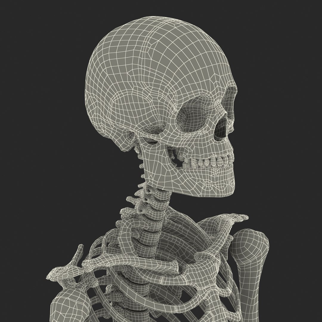 3d model human male skeleton rigged https://p.turbosquid.com/ts-thumb/Di/r1J2L2/NFaOoLKS/humanmaleskeletonriggedcinemac4d3dmodel70/jpg/1481745418/1920x1080/fit_q87/b8ce9118318a137c80669d61c6c69ffc286bb25d/humanmaleskeletonriggedcinemac4d3dmodel70.jpg