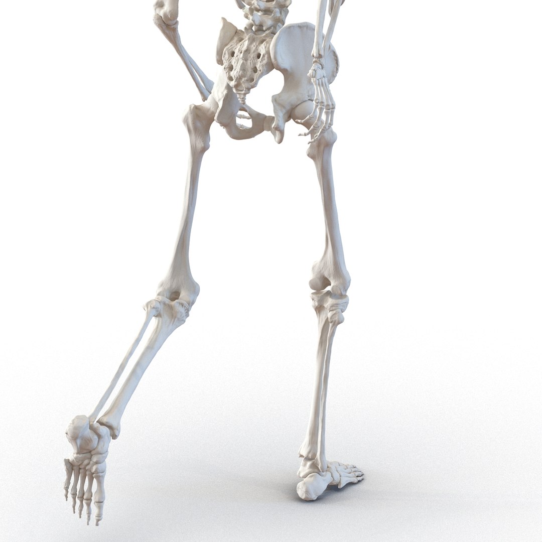 3d model human male skeleton rigged https://p.turbosquid.com/ts-thumb/Di/r1J2L2/NpuuCZIL/humanmaleskeletonriggedcinemac4d3dmodel27/jpg/1481745417/1920x1080/fit_q87/1877e044e6f84b7c45b419c1877b29d200a01dbf/humanmaleskeletonriggedcinemac4d3dmodel27.jpg