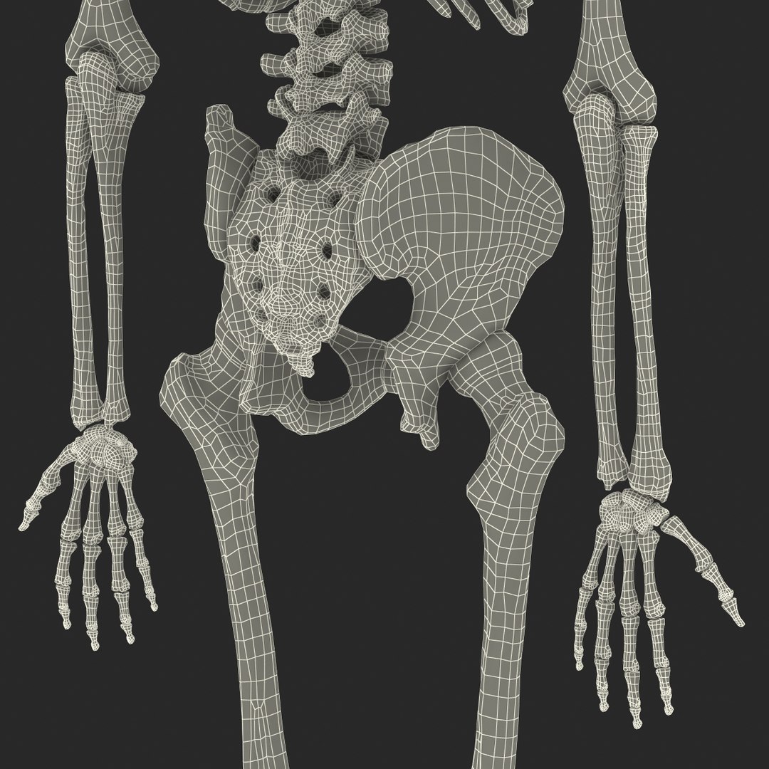 3d model human male skeleton rigged https://p.turbosquid.com/ts-thumb/Di/r1J2L2/Nq6hIgnE/humanmaleskeletonriggedcinemac4d3dmodel69/jpg/1481745418/1920x1080/fit_q87/9f7468bf006b4b94736ca471019c3b98b12298e3/humanmaleskeletonriggedcinemac4d3dmodel69.jpg