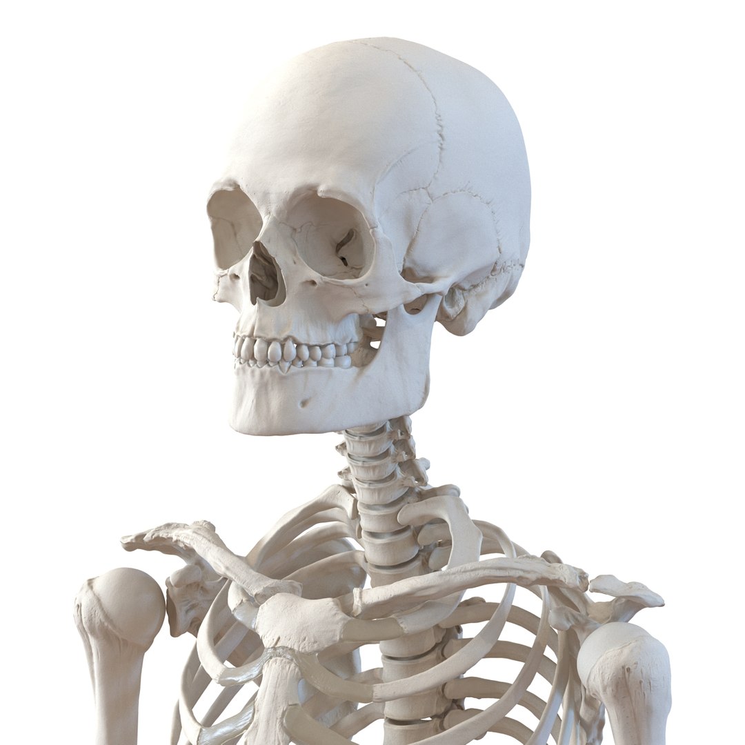 3d model human male skeleton rigged https://p.turbosquid.com/ts-thumb/Di/r1J2L2/PCiirrhc/humanmaleskeletonriggedcinemac4d3dmodel37/jpg/1481745417/1920x1080/fit_q87/dbb262dff6da1b11f21a81fadb6225e5234b0e74/humanmaleskeletonriggedcinemac4d3dmodel37.jpg