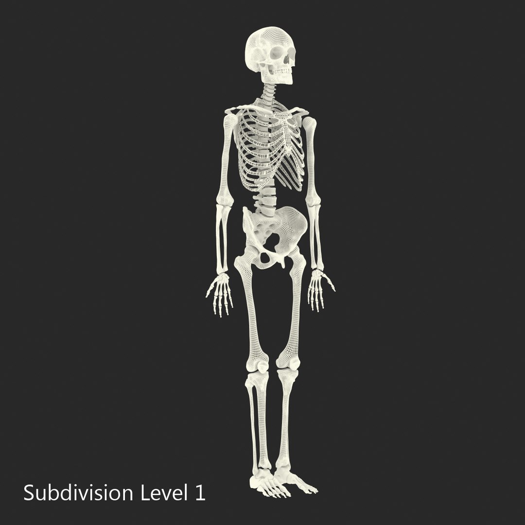 3d model human male skeleton rigged https://p.turbosquid.com/ts-thumb/Di/r1J2L2/WHMq50qa/humanmaleskeletonriggedcinemac4d3dmodel51/jpg/1481745418/1920x1080/fit_q87/f7c7180c7db8b0e498f68930460965b52c789150/humanmaleskeletonriggedcinemac4d3dmodel51.jpg