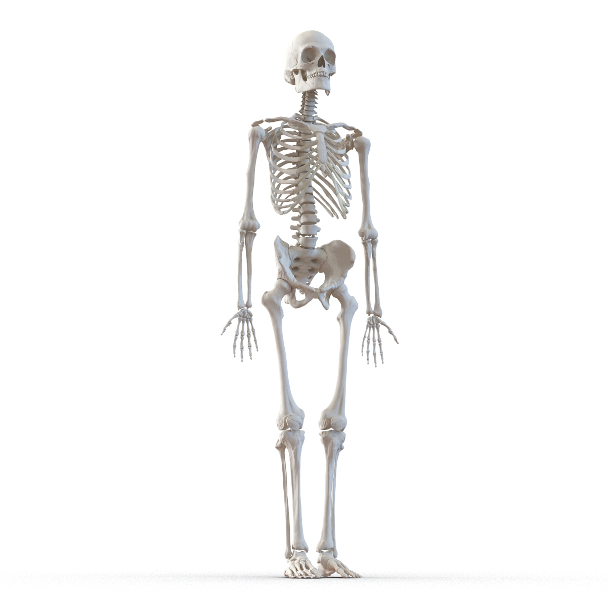 3d model human male skeleton rigged