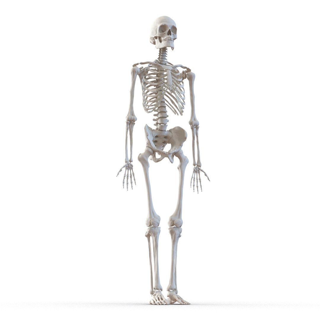 3d model human male skeleton rigged https://p.turbosquid.com/ts-thumb/Di/r1J2L2/WnCPZO9g/humanmaleskeletonriggedcinemac4d3dmodel20/jpg/1481745417/1920x1080/fit_q87/dcfc5ddb063ba5d1f43930039694f87441b72007/humanmaleskeletonriggedcinemac4d3dmodel20.jpg