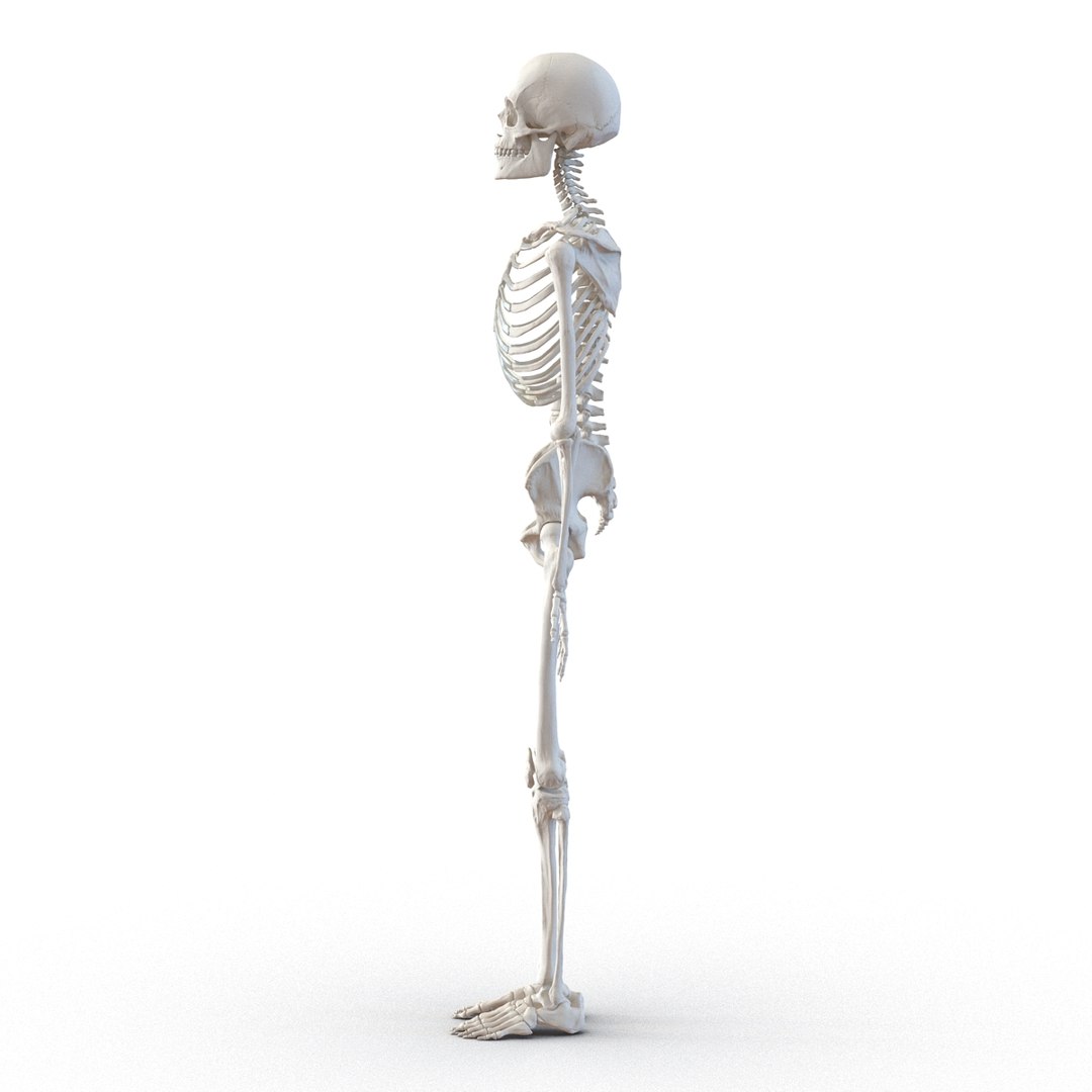 3d model human male skeleton rigged https://p.turbosquid.com/ts-thumb/Di/r1J2L2/X8wm607X/humanmaleskeletonriggedcinemac4d3dmodel17/jpg/1481745417/1920x1080/fit_q87/59da68e494abaa8cff05521bc86d8efb3adf79c2/humanmaleskeletonriggedcinemac4d3dmodel17.jpg