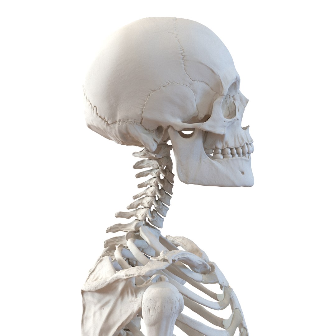 3d model human male skeleton rigged https://p.turbosquid.com/ts-thumb/Di/r1J2L2/XrpFFP9t/humanmaleskeletonriggedcinemac4d3dmodel40/jpg/1481745417/1920x1080/fit_q87/691e71df944482df2590ee1c636965f93cee9b13/humanmaleskeletonriggedcinemac4d3dmodel40.jpg