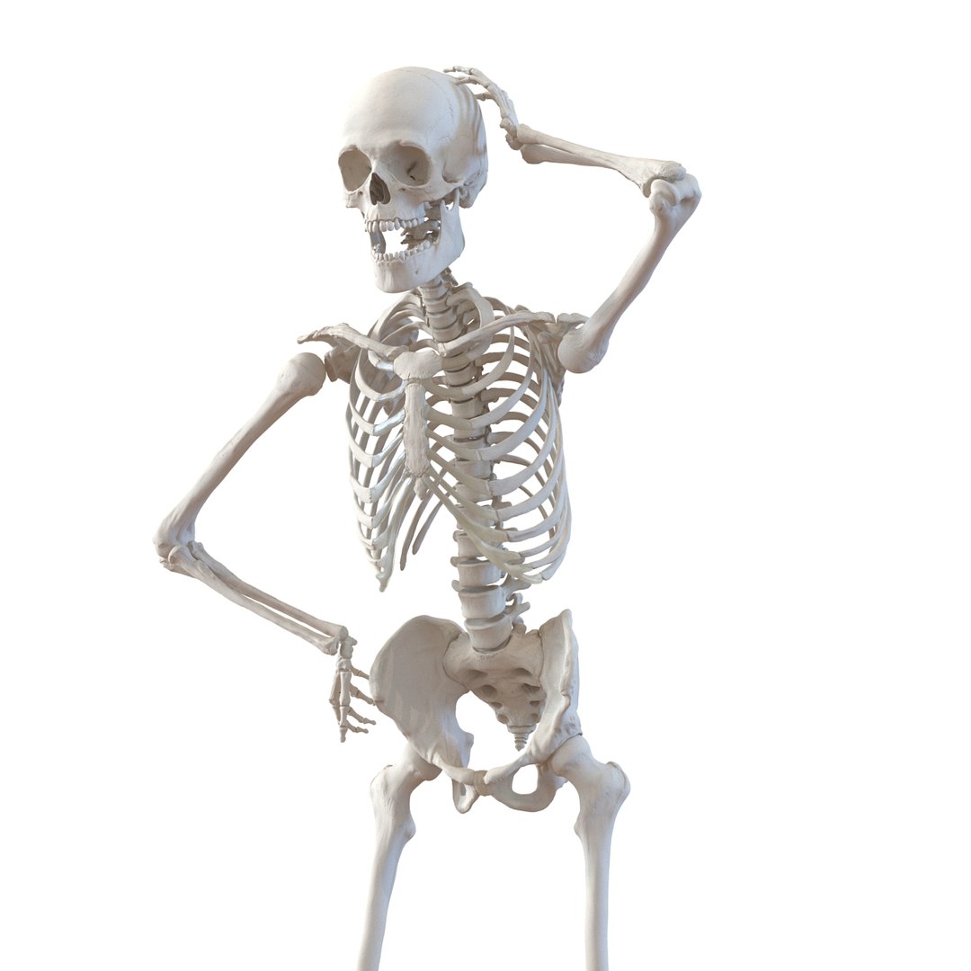 3d model human male skeleton rigged https://p.turbosquid.com/ts-thumb/Di/r1J2L2/ZiIzn7x4/humanmaleskeletonriggedcinemac4d3dmodel22/jpg/1481745417/1920x1080/fit_q87/dd9501c844cf5d3af2200e343293cc65136ff306/humanmaleskeletonriggedcinemac4d3dmodel22.jpg