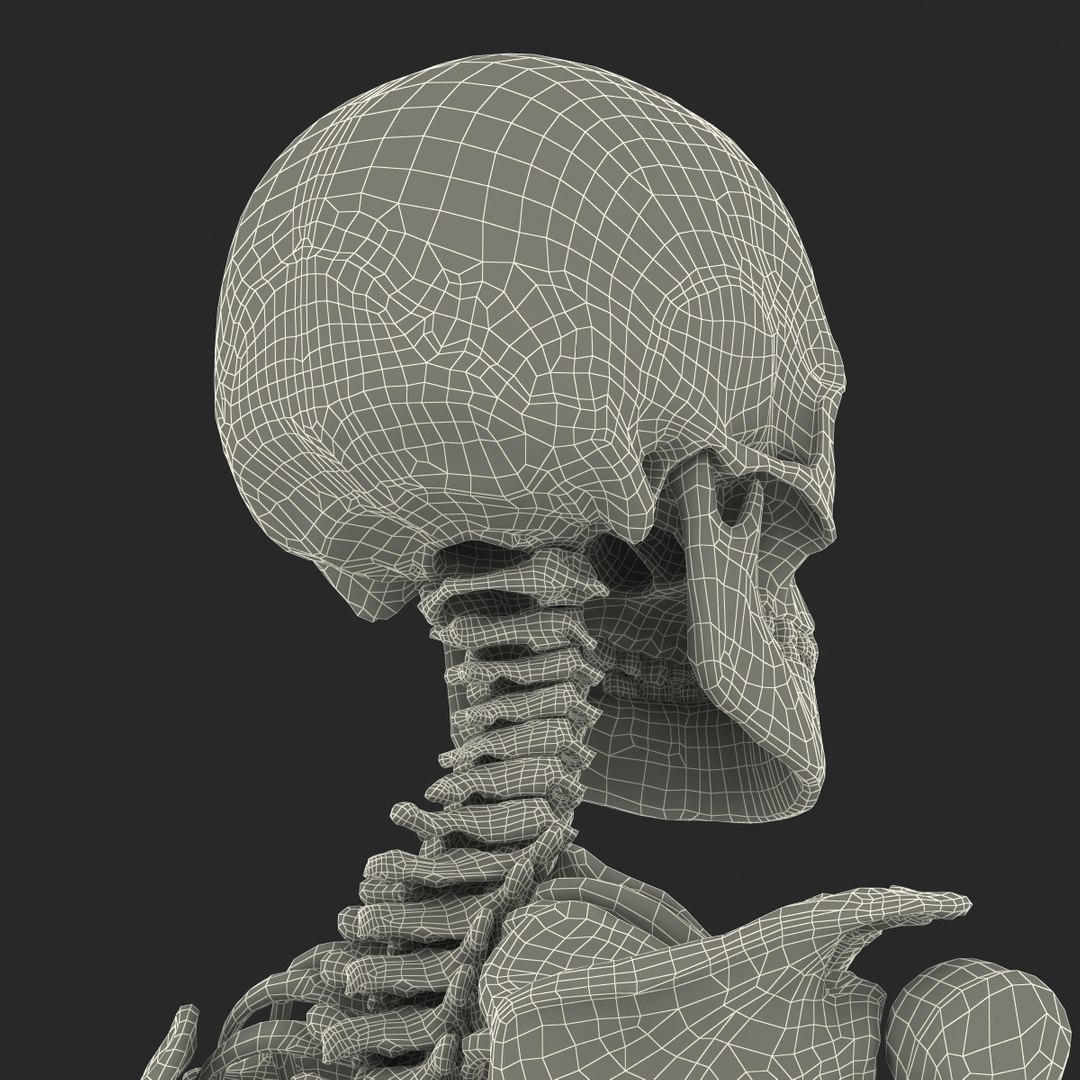 3d model human male skeleton rigged https://p.turbosquid.com/ts-thumb/Di/r1J2L2/bOnGd0G7/humanmaleskeletonriggedcinemac4d3dmodel71/jpg/1481745418/1920x1080/fit_q87/1697f8034a18aca81f44f7cecb2184c4f167b79d/humanmaleskeletonriggedcinemac4d3dmodel71.jpg