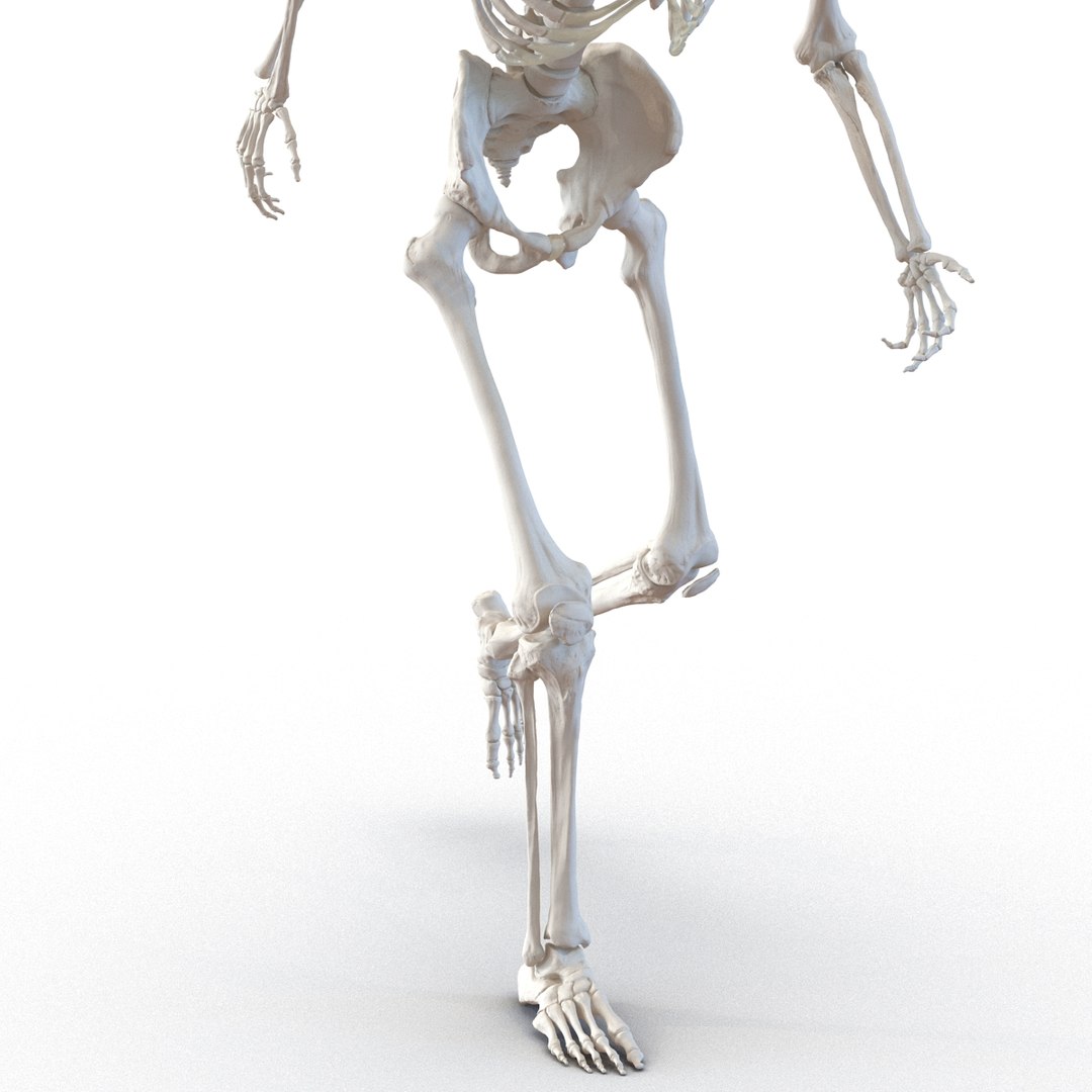 3d model human male skeleton rigged https://p.turbosquid.com/ts-thumb/Di/r1J2L2/deikKZ7m/humanmaleskeletonriggedcinemac4d3dmodel25/jpg/1481745417/1920x1080/fit_q87/849bd19962671f83fd73abc465c982f3ee39de97/humanmaleskeletonriggedcinemac4d3dmodel25.jpg